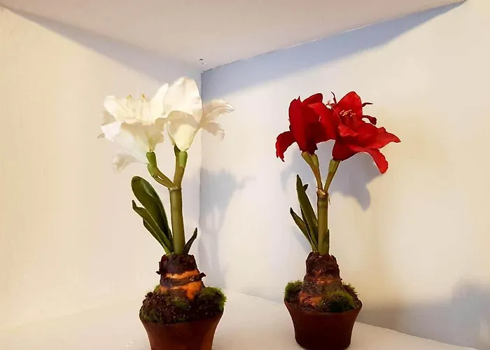 Cortadura 아파트 *